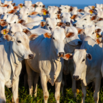 João Eustáquio De Almeida Junior analisa como a genética do gado Nelore, aliada à rusticidade e ao ganho de peso, impulsiona resultados consistentes no campo.