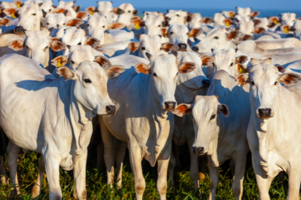 João Eustáquio De Almeida Junior analisa como a genética do gado Nelore, aliada à rusticidade e ao ganho de peso, impulsiona resultados consistentes no campo.