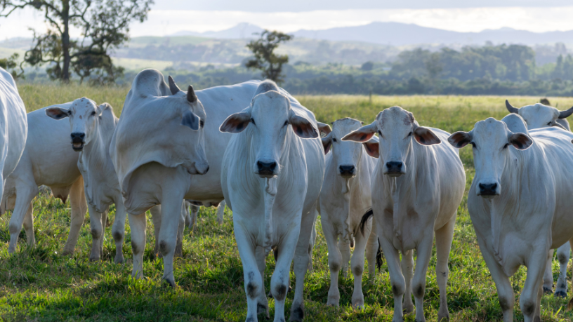 Entenda com João Eustáquio De Almeida Junior por que o gado Nelore é sinônimo de eficiência produtiva e como sua genética fortalece a rentabilidade da pecuária.