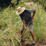 Trabalhador rural usando chapéu de palha em uma área verde no interior de São Paulo.